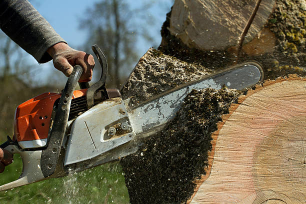 Best Stump Grinding Near Me  in Ele, AR